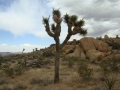 Joshua Tree NP